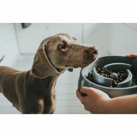 Materiel Gamelle Anti-glouton Hunter Atlanta – Image 3