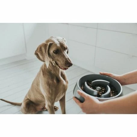 Materiel Gamelle Anti-glouton Hunter Atlanta – Image 4