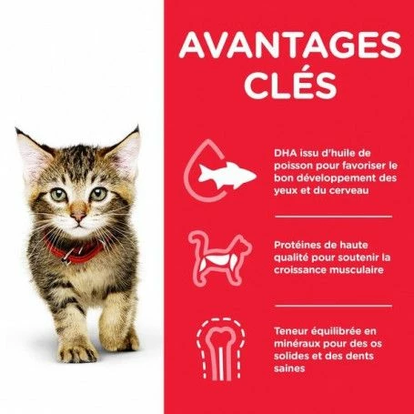 Feline Kitten Thon – Image 2